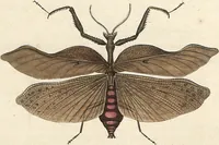 An illustration from Orthoptera: Cum Tabulis LX Coloratis (1841)
