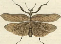 Picture 5 of 10 from Orthoptera: Cum Tabulis LX Coloratis (1841), leaf 92