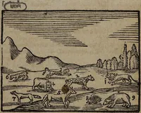 An illustration from Joh. Amos Comenii Orbis Sensualium Pictus Trilinguis: Hoc est: Omnium fundamentalium in mundo rerum, & in vita actionum, Pictura & Nomenclatura Latina, Germanica & Hungarica, Cum Titulorum juxta atque Vocabulorum Indice (1708)