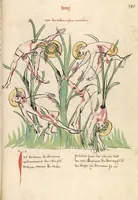 Picture 142 of 147 from "Elsässische Legenda Aurea" (1419), leaf 817