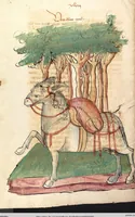 An illustration from Das Buch der Natur (1442)