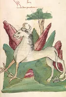 An illustration from Das Buch der Natur (1442)
