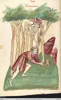 An illustration from Das Buch der Natur (1442)