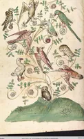 Picture 17 of 77 from Das Buch der Natur (1442), leaf 260
