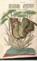 Picture 24 of 77 from Das Buch der Natur (1442), leaf 310