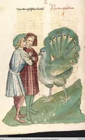 Picture 27 of 77 from Das Buch der Natur (1442), leaf 330