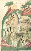 Picture 29 of 77 from Das Buch der Natur (1442), leaf 346