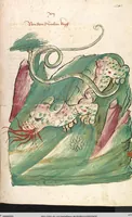 Picture 39 of 77 from Das Buch der Natur (1442), leaf 435