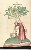 Picture 48 of 77 from Das Buch der Natur (1442), leaf 514