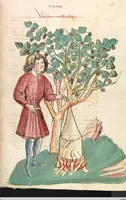 Picture 50 of 77 from Das Buch der Natur (1442), leaf 529