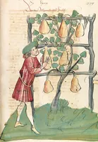Picture 55 of 77 from Das Buch der Natur (1442), leaf 575