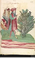 Picture 56 of 77 from Das Buch der Natur (1442), leaf 585