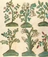 Picture 57 of 77 from Das Buch der Natur (1442), leaf 600