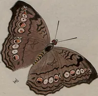 Picture 16 of 169 from (Band 1, Tafeln): De plaaten I - XCVI (1779), leaf 10