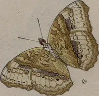Picture 17 of 169 from (Band 1, Tafeln): De plaaten I - XCVI (1779), leaf 10