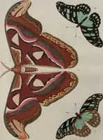 Picture 18 of 169 from (Band 1, Tafeln): De plaaten I - XCVI (1779), leaf 11