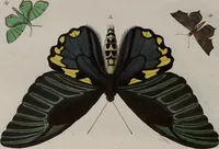 Picture 19 of 169 from (Band 1, Tafeln): De plaaten I - XCVI (1779), leaf 12