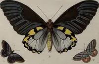 Picture 20 of 169 from (Band 1, Tafeln): De plaaten I - XCVI (1779), leaf 12