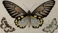 Picture 22 of 169 from (Band 1, Tafeln): De plaaten I - XCVI (1779), leaf 13