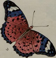 Picture 26 of 169 from (Band 1, Tafeln): De plaaten I - XCVI (1779), leaf 16