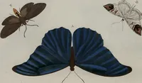 Picture 28 of 169 from (Band 1, Tafeln): De plaaten I - XCVI (1779), leaf 17