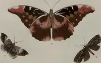 Picture 29 of 169 from (Band 1, Tafeln): De plaaten I - XCVI (1779), leaf 17