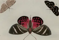 Picture 34 of 169 from (Band 1, Tafeln): De plaaten I - XCVI (1779), leaf 20