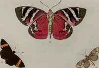Picture 35 of 169 from (Band 1, Tafeln): De plaaten I - XCVI (1779), leaf 20