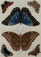 Picture 36 of 169 from (Band 1, Tafeln): De plaaten I - XCVI (1779), leaf 21