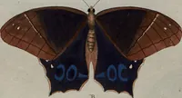 Picture 37 of 169 from (Band 1, Tafeln): De plaaten I - XCVI (1779), leaf 22