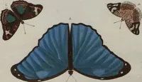 Picture 38 of 169 from (Band 1, Tafeln): De plaaten I - XCVI (1779), leaf 23
