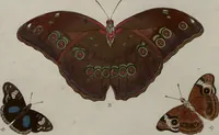 Picture 39 of 169 from (Band 1, Tafeln): De plaaten I - XCVI (1779), leaf 23