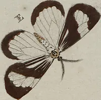 Picture 40 of 169 from (Band 1, Tafeln): De plaaten I - XCVI (1779), leaf 24