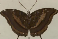 Picture 41 of 169 from (Band 1, Tafeln): De plaaten I - XCVI (1779), leaf 24