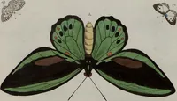 Picture 43 of 169 from (Band 1, Tafeln): De plaaten I - XCVI (1779), leaf 25