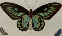 Picture 44 of 169 from (Band 1, Tafeln): De plaaten I - XCVI (1779), leaf 25