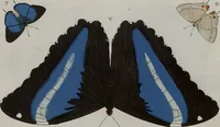 Picture 49 of 169 from (Band 1, Tafeln): De plaaten I - XCVI (1779), leaf 29