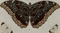 Picture 50 of 169 from (Band 1, Tafeln): De plaaten I - XCVI (1779), leaf 29