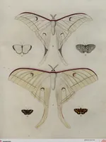 Picture 58 of 169 from (Band 1, Tafeln): De plaaten I - XCVI (1779), leaf 33