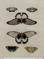 Picture 59 of 169 from (Band 1, Tafeln): De plaaten I - XCVI (1779), leaf 34