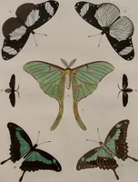 An illustration from (Band 1, Tafeln): De plaaten I - XCVI (1779)