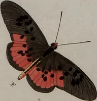 Picture 69 of 169 from (Band 1, Tafeln): De plaaten I - XCVI (1779), leaf 41