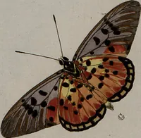Picture 70 of 169 from (Band 1, Tafeln): De plaaten I - XCVI (1779), leaf 41