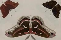 Picture 71 of 169 from (Band 1, Tafeln): De plaaten I - XCVI (1779), leaf 44