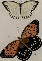 Picture 77 of 169 from (Band 1, Tafeln): De plaaten I - XCVI (1779), leaf 46