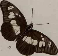 Picture 80 of 169 from (Band 1, Tafeln): De plaaten I - XCVI (1779), leaf 47