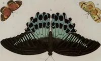 Picture 93 of 169 from (Band 1, Tafeln): De plaaten I - XCVI (1779), leaf 55
