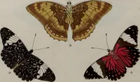 Picture 95 of 169 from (Band 1, Tafeln): De plaaten I - XCVI (1779), leaf 56