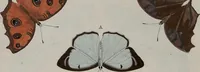 Picture 101 of 169 from (Band 1, Tafeln): De plaaten I - XCVI (1779), leaf 60