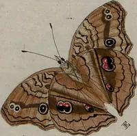 Picture 103 of 169 from (Band 1, Tafeln): De plaaten I - XCVI (1779), leaf 60